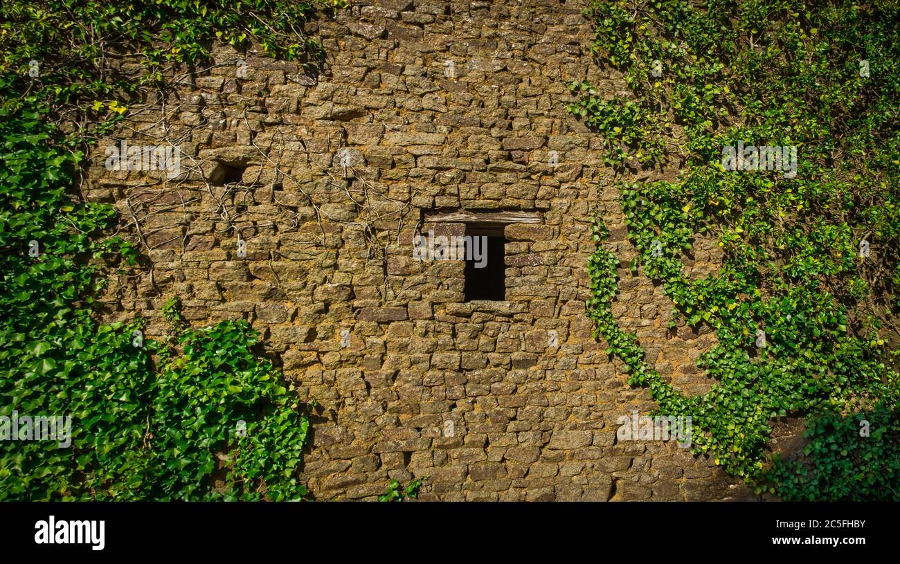 Ivy pianta che cresce su una vecchia casa in pietra abbandonata nella campagna della Mayenne, Francia Foto Stock