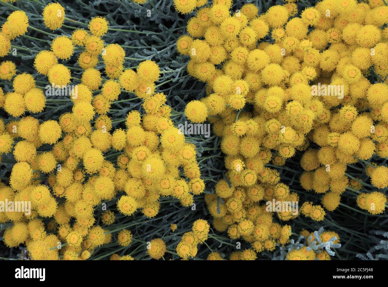 Camaecyparissus di santolina, Lavanda di cotone, aromatico, fogliame d'argento Foto Stock