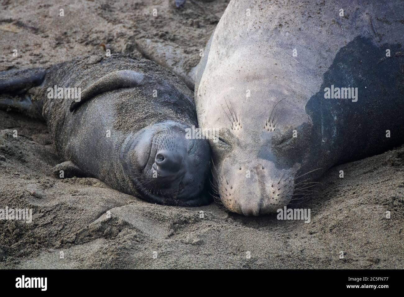 Momento prezioso con madre e cucito elefante foca settentrionale addormentato con teste insieme sulla spiaggia in California. Foto Stock