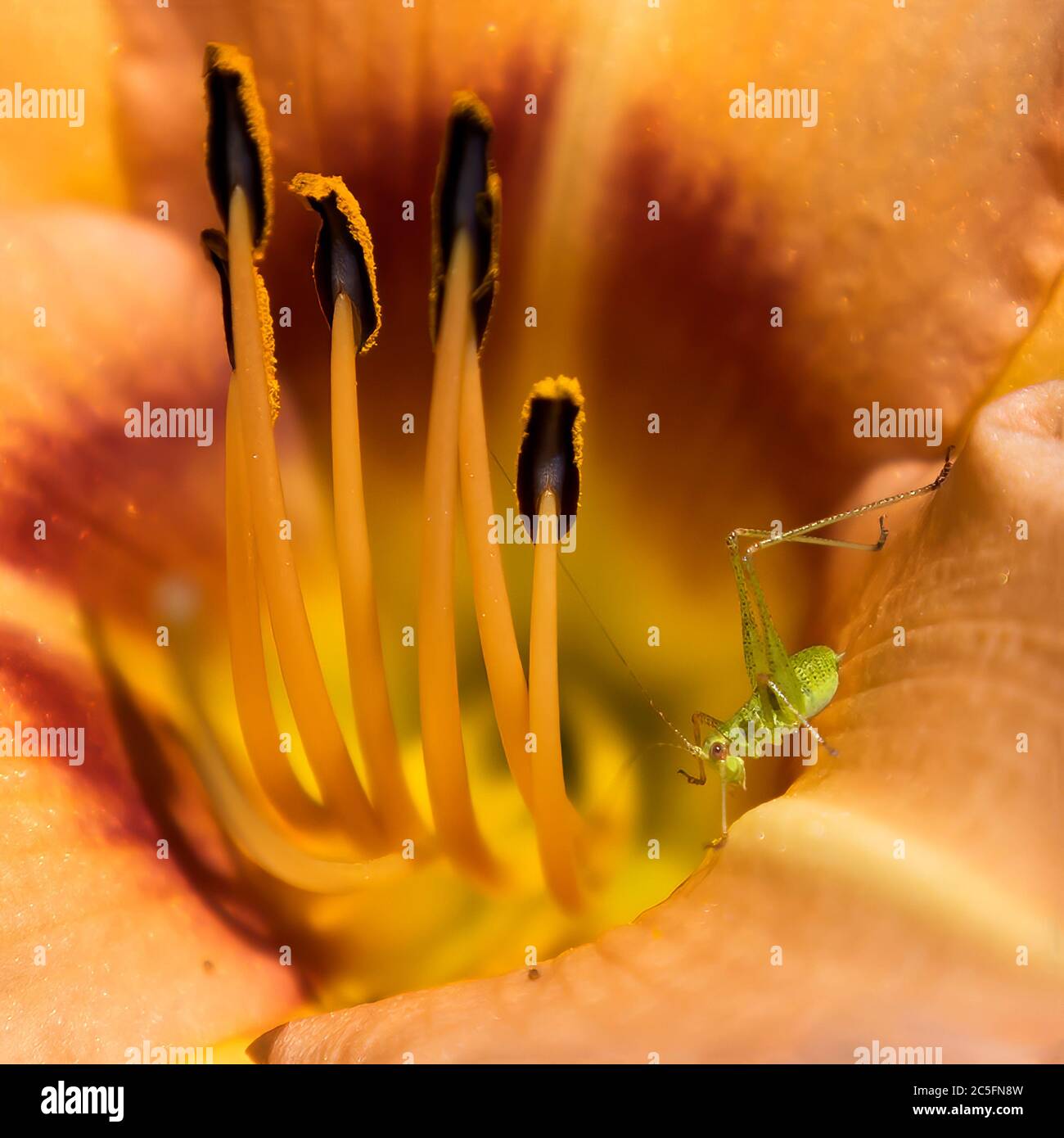 Katydid si presenta in primo piano con fiori giglio di giorno dai colori vivaci e luminosi. Foto Stock