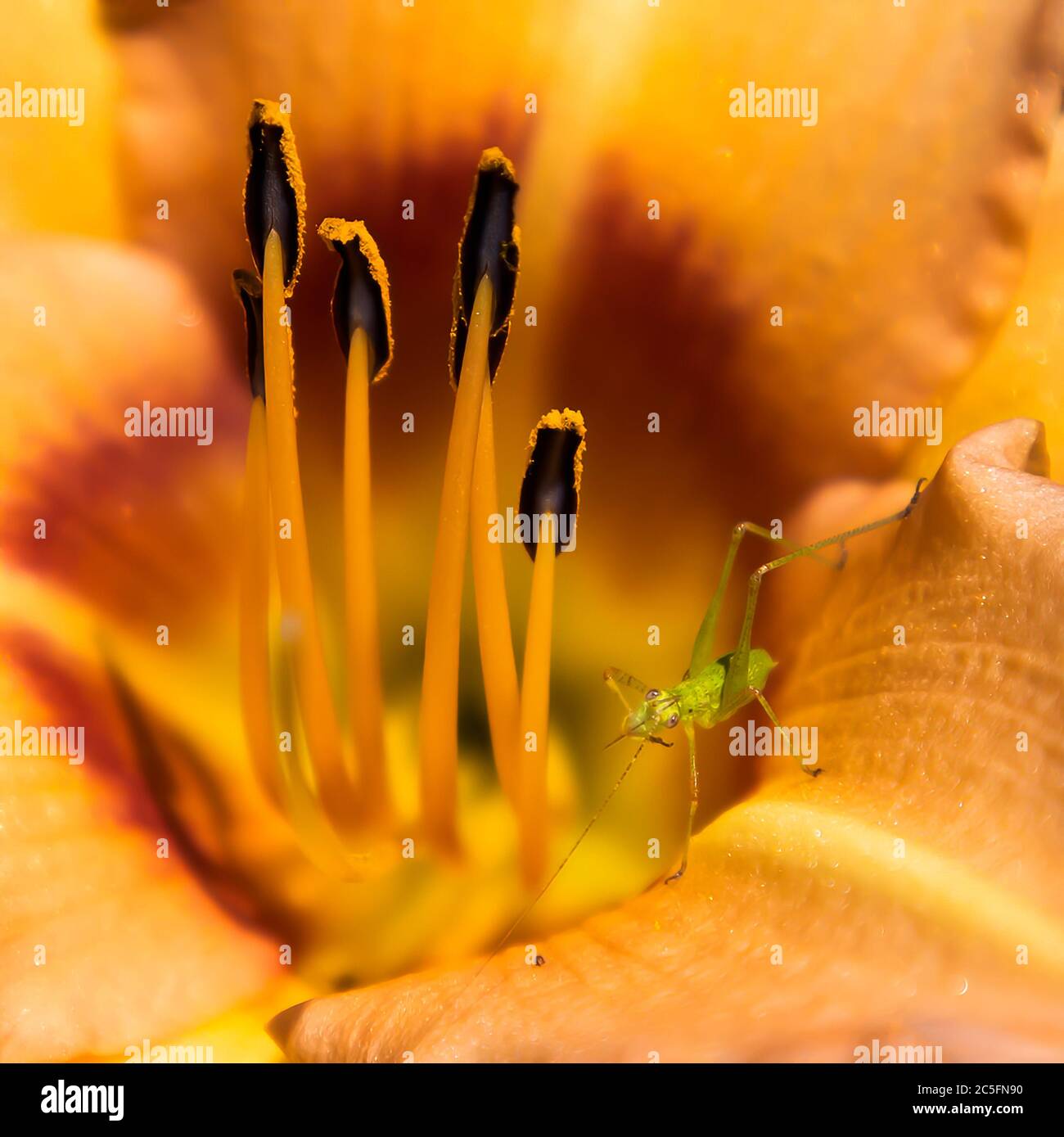 L'insetto Katydid con gli occhi grandi pulisce l'antenna in arancione brillante giorno fiore di giglio primo piano. Foto Stock