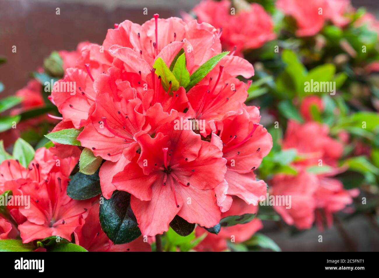 Rhododendron Azalea Geisha Orange pianta in fiore a metà primavera. Questi sono ibridi di Aronense che sono un arbusto perenne sempreverde e completamente duro Foto Stock