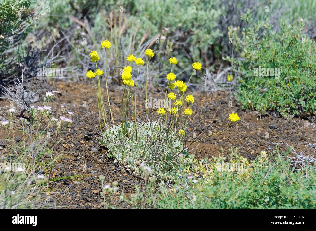 Fiore di grano saraceno di zolfo nel Craters of the Moon National Monument Foto Stock