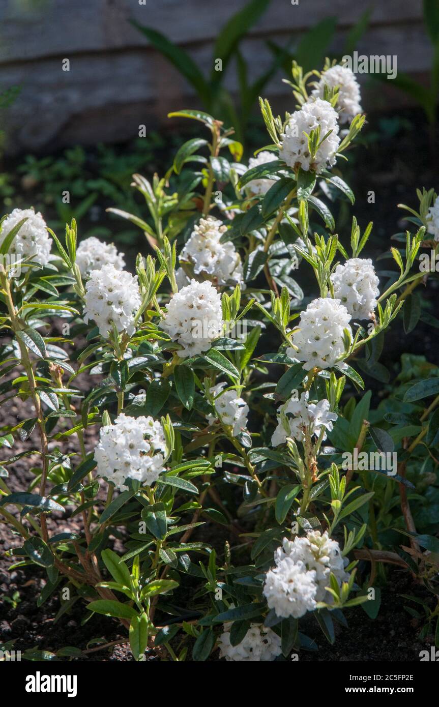 Gruppo di fiori di nani Rhododendron Tern Artico. Un arbusto perenne bianco perenne e perenne di lunga durata fiorente nel mese di giugno. Foto Stock