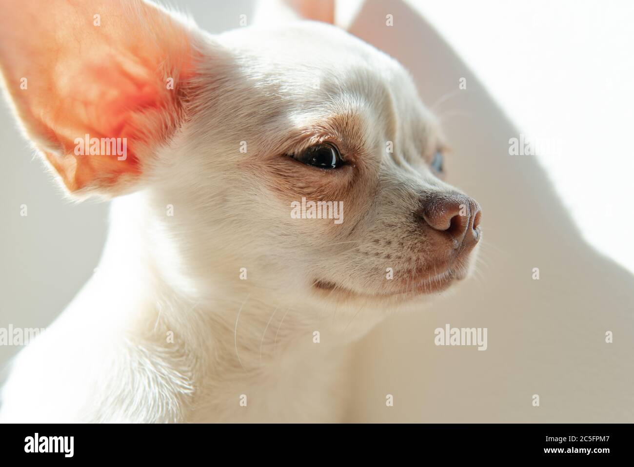 Cucciolo di cane Chihuahua di colore bianco. Camminare e prendersi cura dei cani domestici Foto Stock