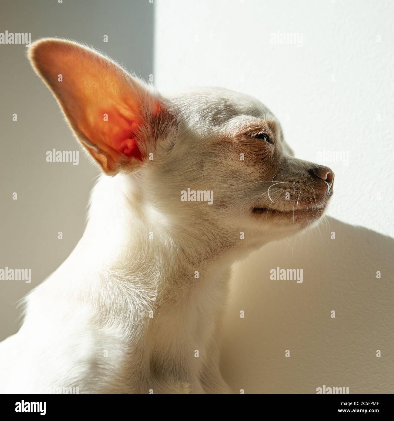 Cucciolo di cane Chihuahua di colore bianco. Camminare e prendersi cura dei cani domestici Foto Stock