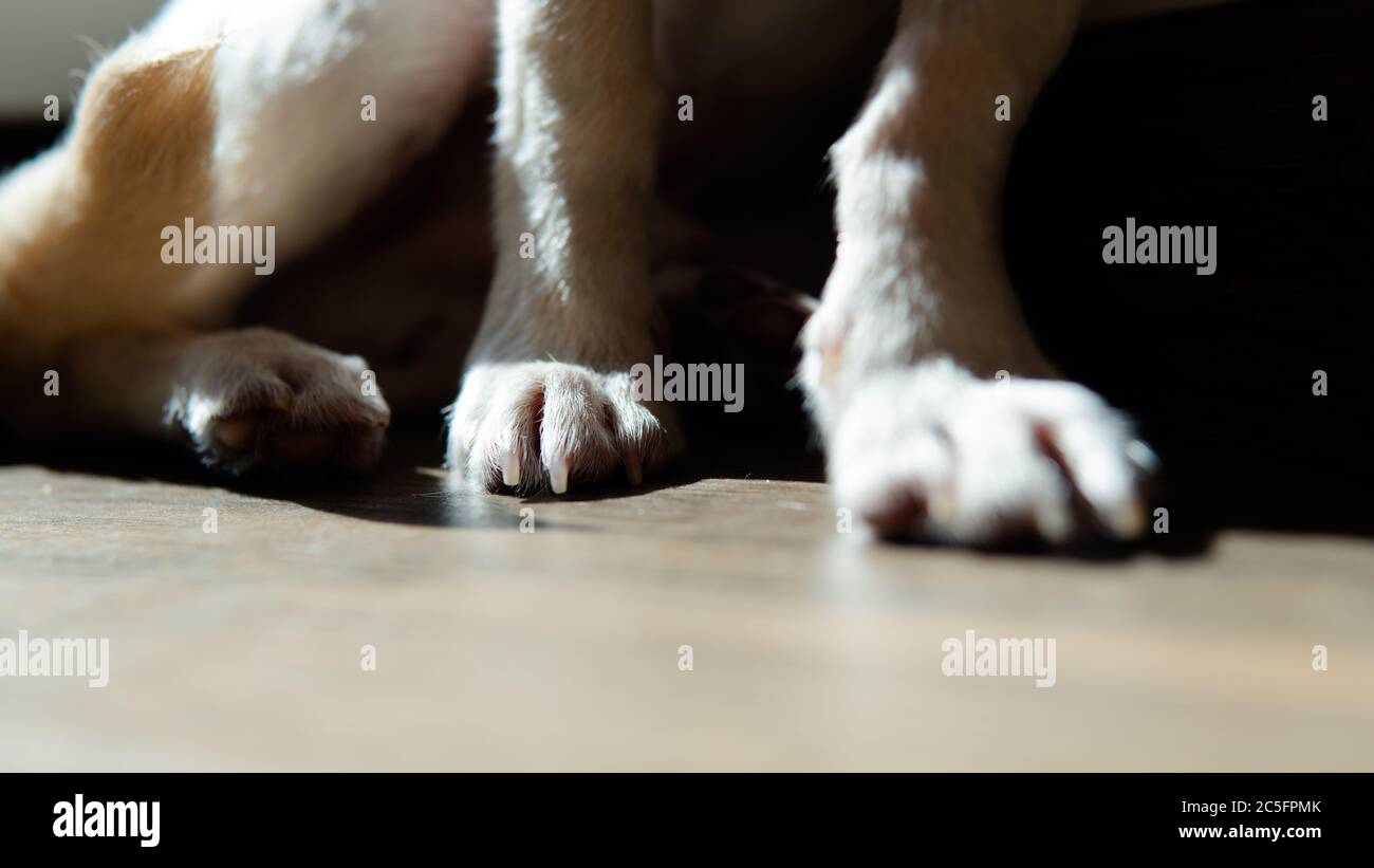 cura per cani di piccola taglia. Sviluppo e cura dei cuccioli Chihuahua Foto Stock