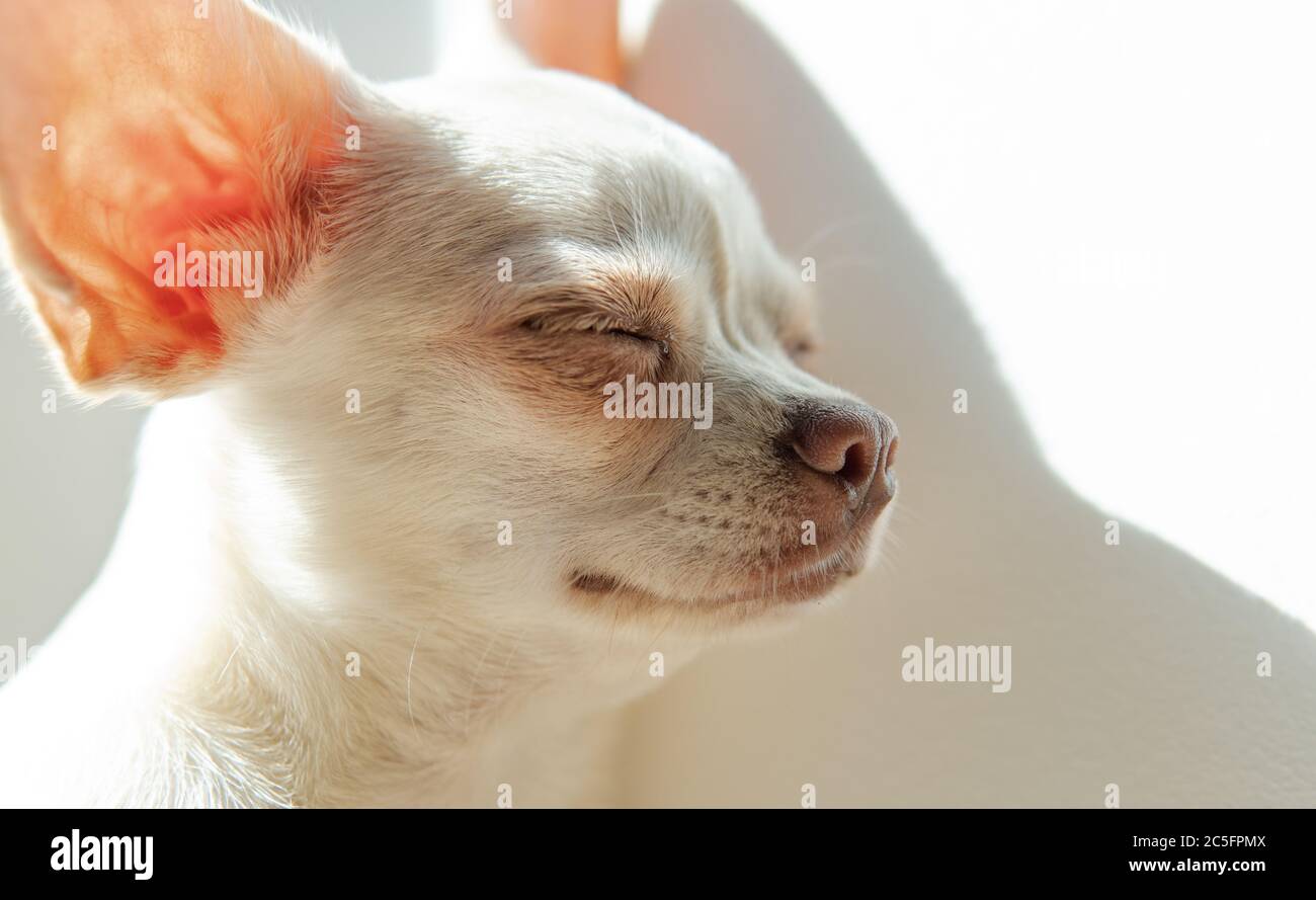cura per cani di piccola taglia. Sviluppo e cura dei cuccioli Chihuahua Foto Stock