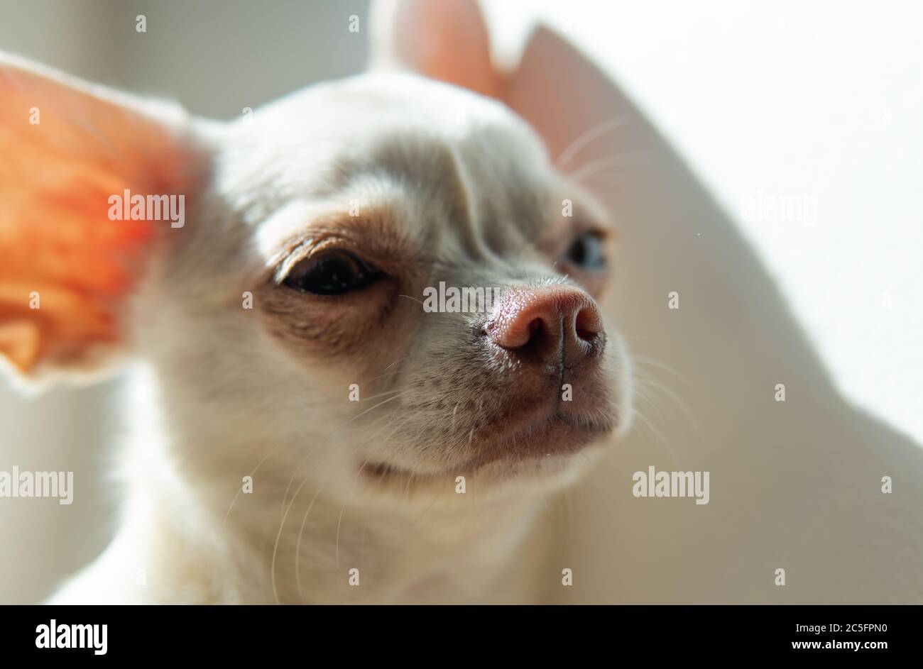 cura per cani di piccola taglia. Sviluppo e cura dei cuccioli Chihuahua Foto Stock