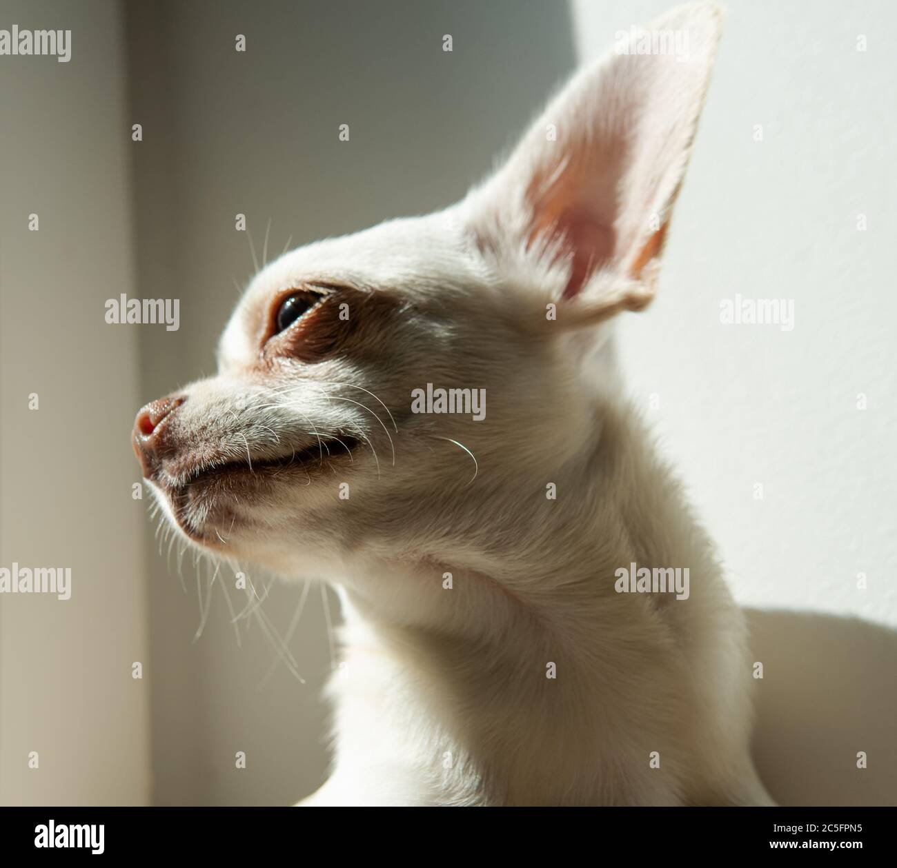 cura per cani di piccola taglia. Sviluppo e cura dei cuccioli Chihuahua Foto Stock