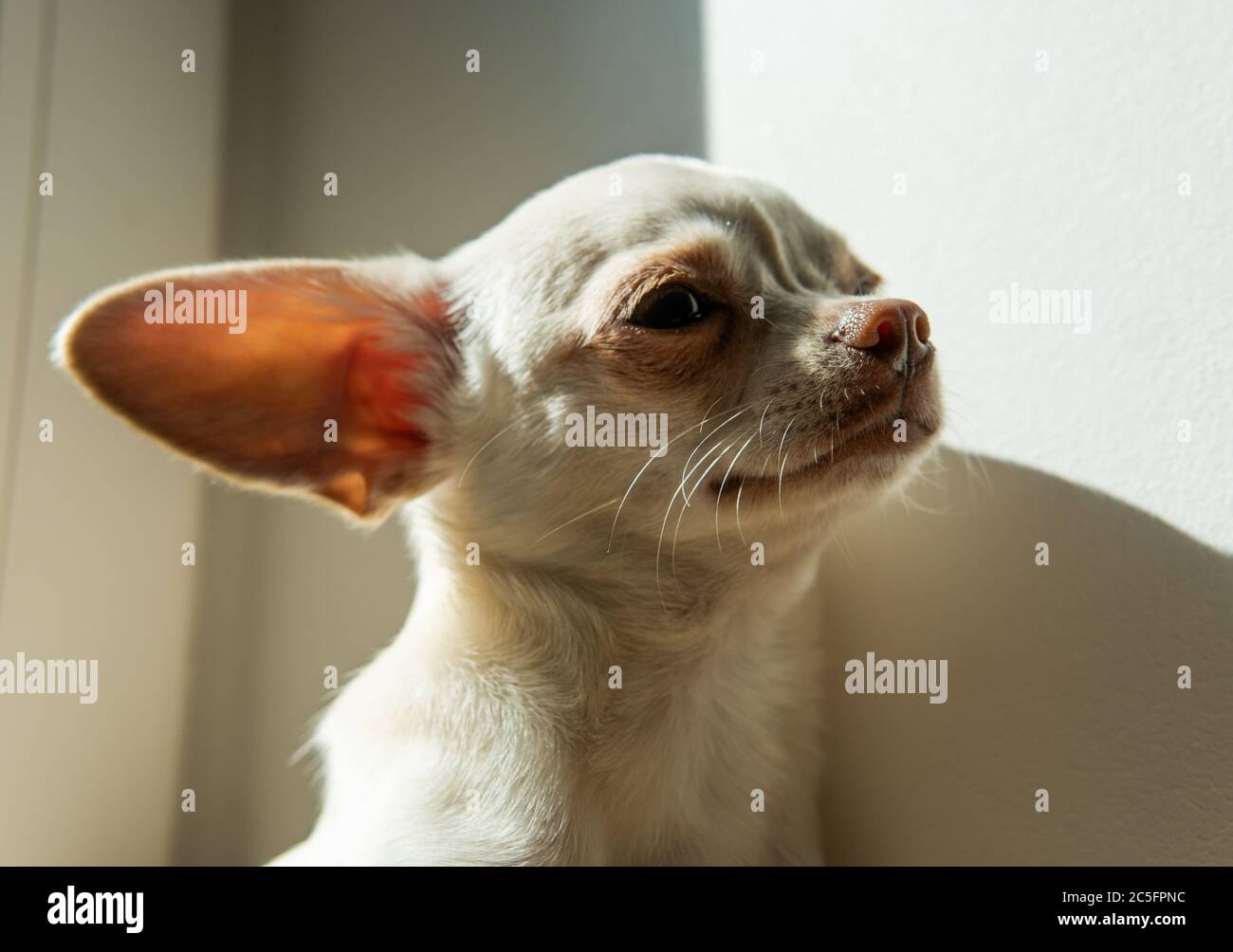 Cucciolo di cane Chihuahua di colore bianco. Camminare e prendersi cura dei cani domestici Foto Stock