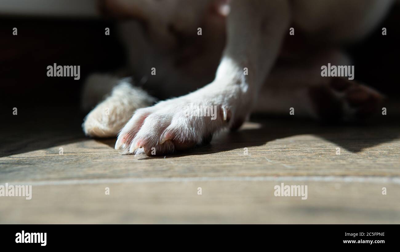 cura per cani di piccola taglia. Sviluppo e cura dei cuccioli Chihuahua Foto Stock