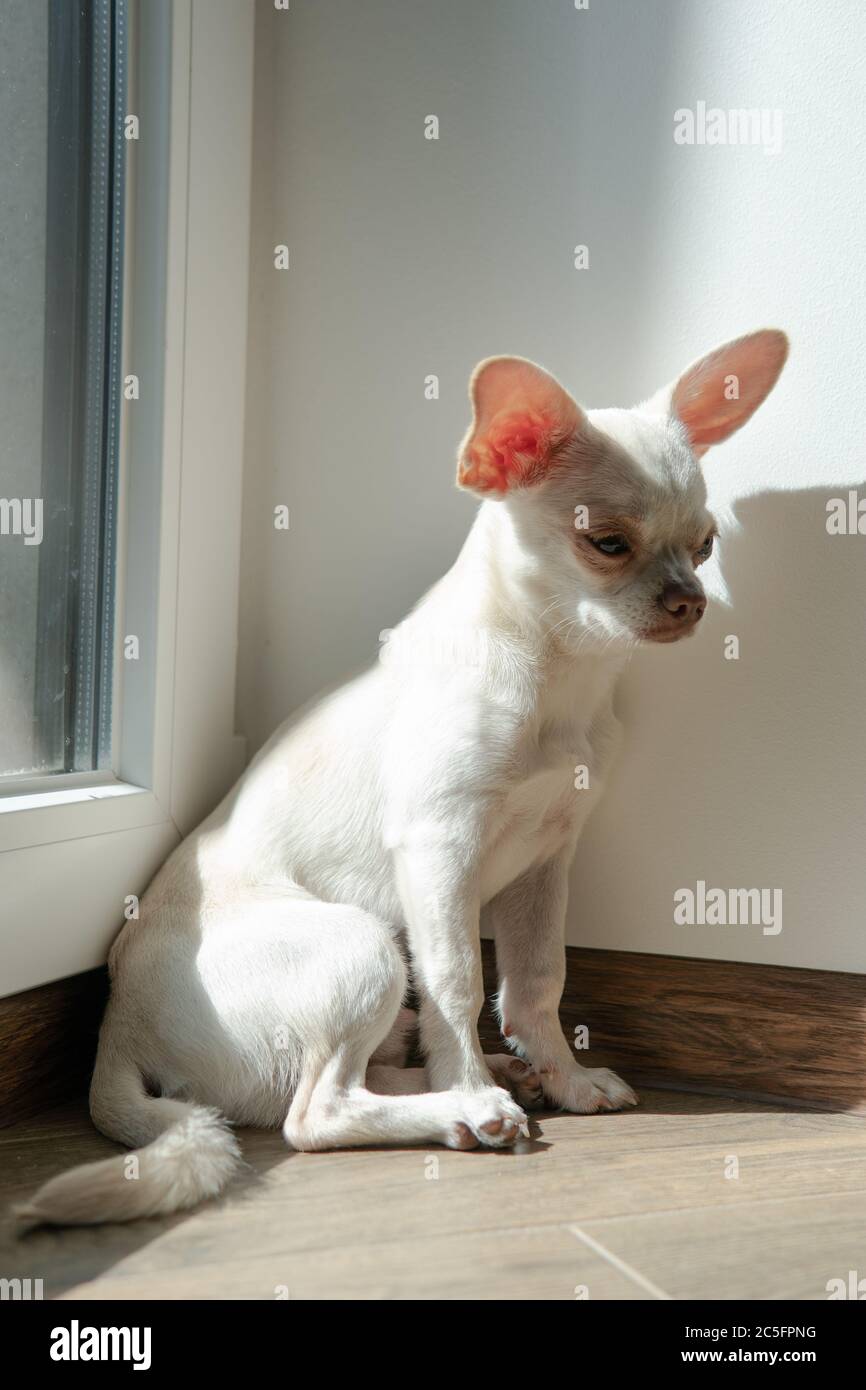 Cucciolo di cane Chihuahua di colore bianco. Camminare e prendersi cura dei cani domestici Foto Stock
