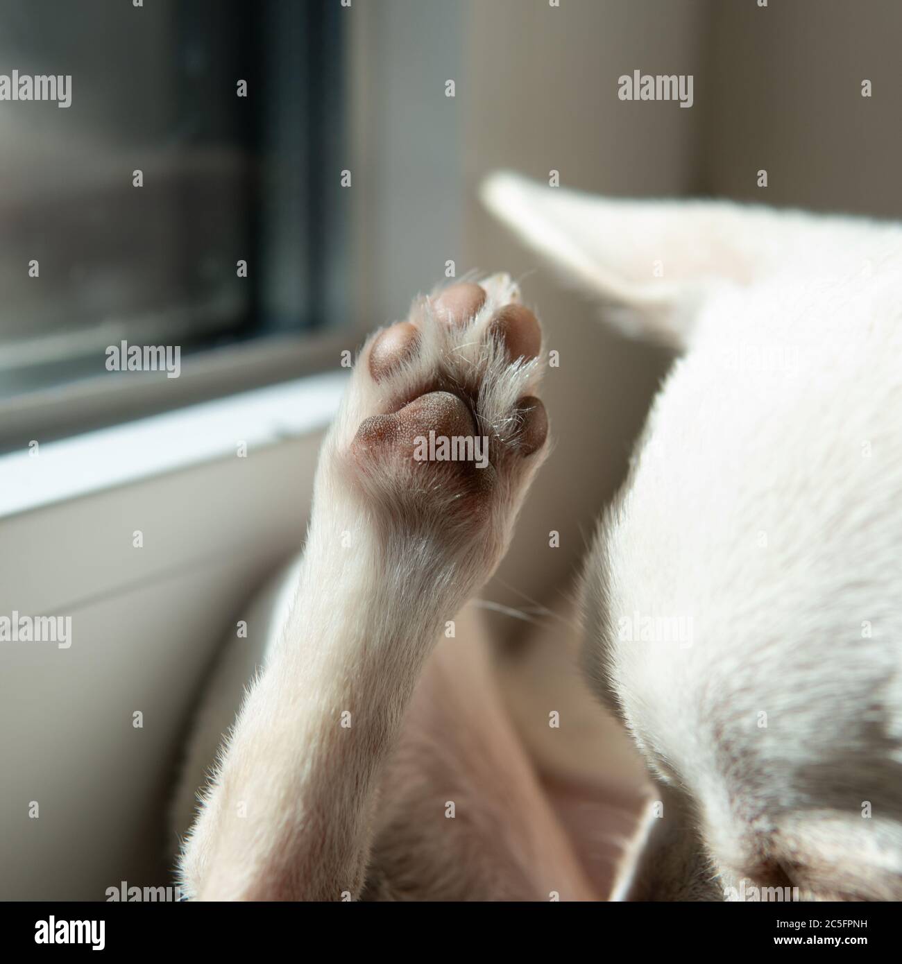 cura per cani di piccola taglia. Sviluppo e cura dei cuccioli Chihuahua Foto Stock