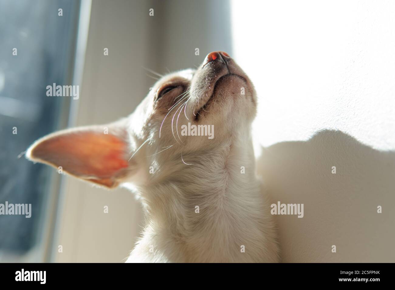 Cucciolo di cane Chihuahua di colore bianco. Camminare e prendersi cura dei cani domestici Foto Stock