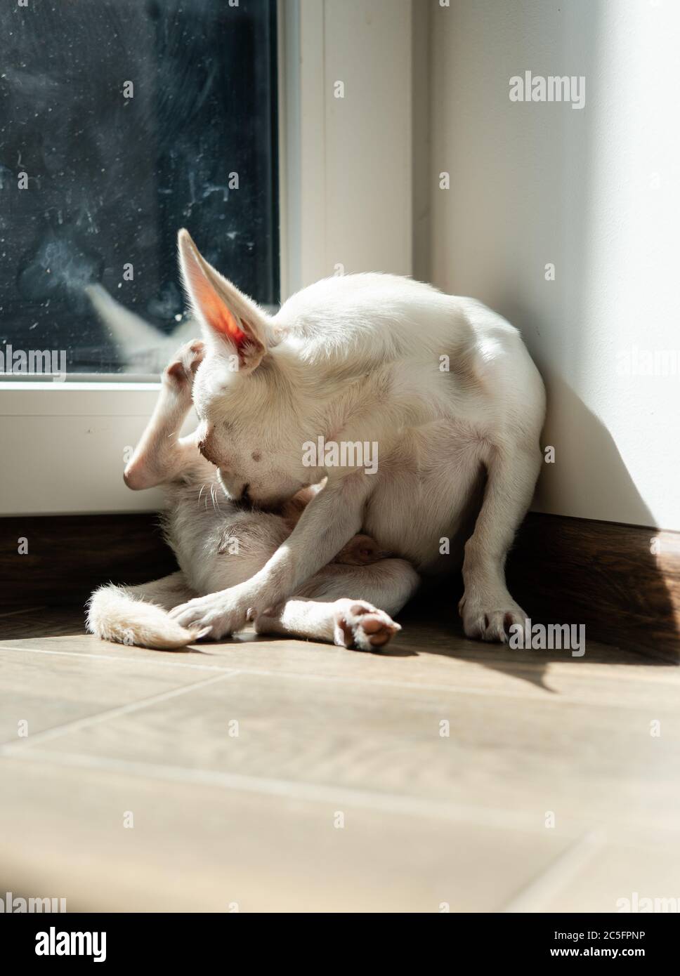 Cucciolo di cane Chihuahua di colore bianco. Camminare e prendersi cura dei cani domestici Foto Stock