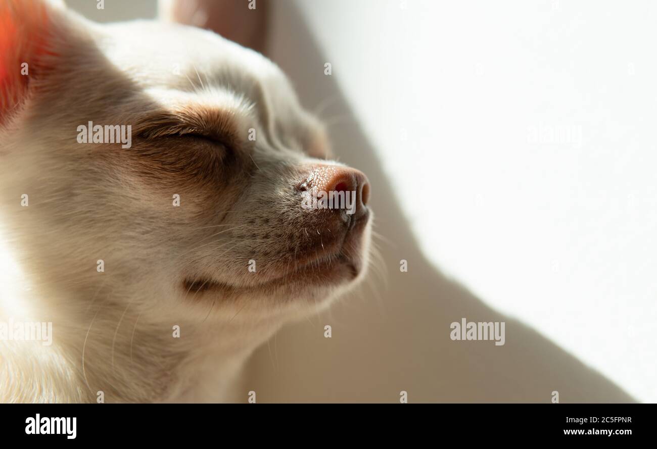 Cucciolo di cane Chihuahua di colore bianco. Camminare e prendersi cura dei cani domestici Foto Stock