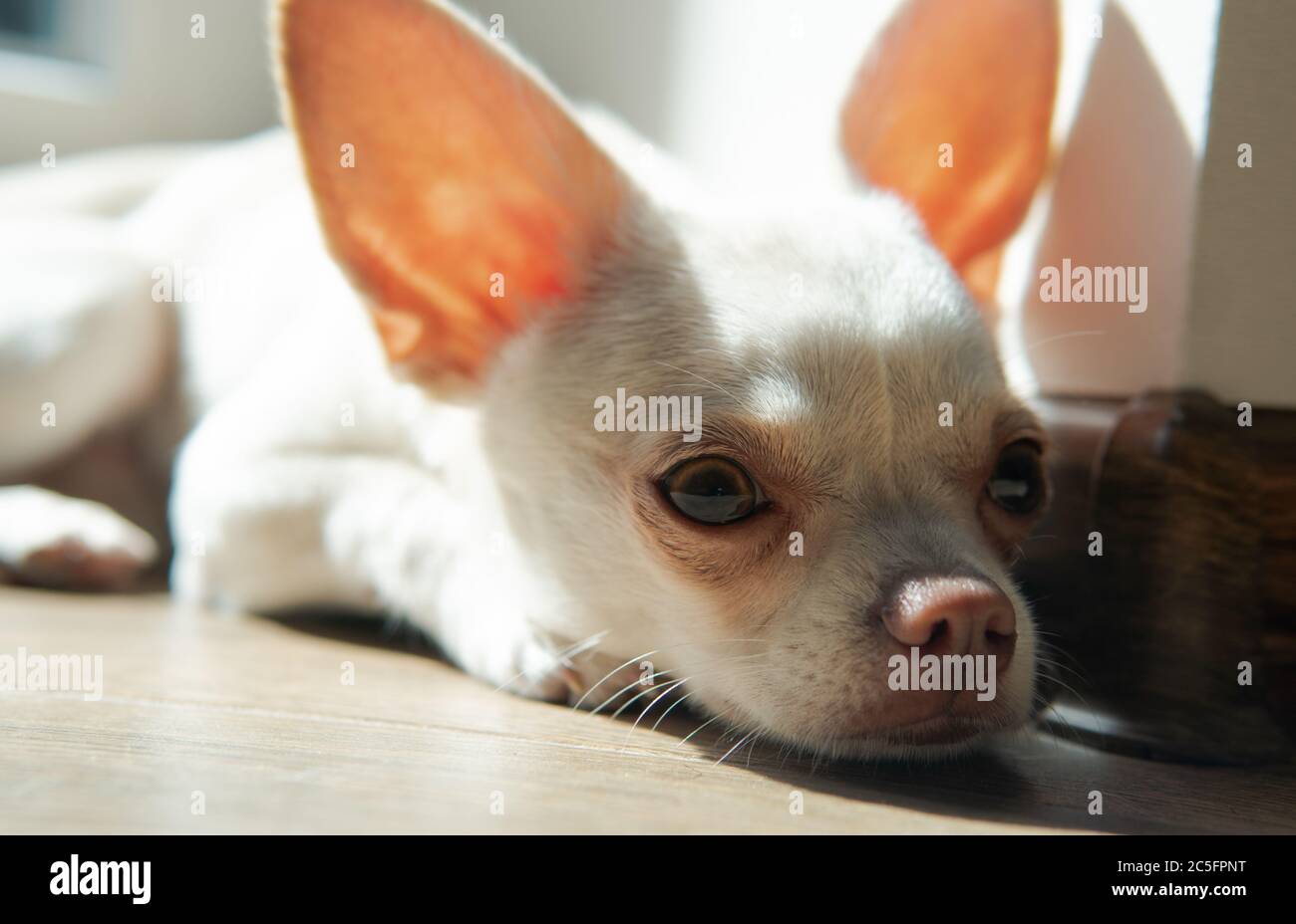 Cucciolo di cane Chihuahua di colore bianco. Camminare e prendersi cura dei cani domestici Foto Stock