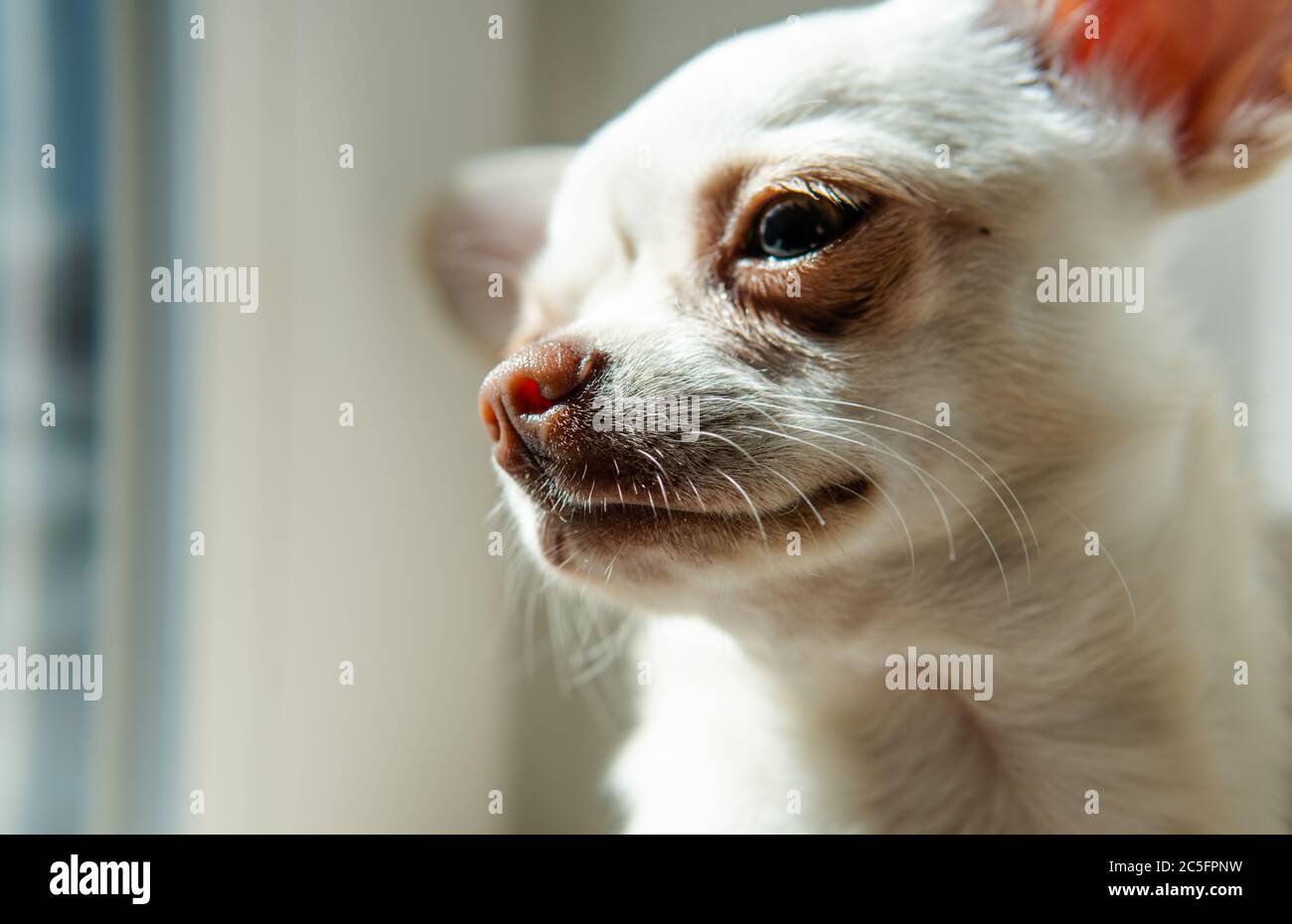 Cucciolo di cane Chihuahua di colore bianco. Camminare e prendersi cura dei cani domestici Foto Stock