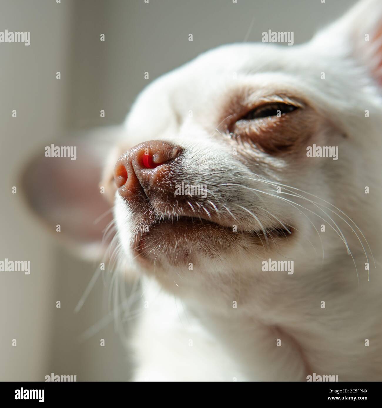 cura per cani di piccola taglia. Sviluppo e cura dei cuccioli Chihuahua Foto Stock