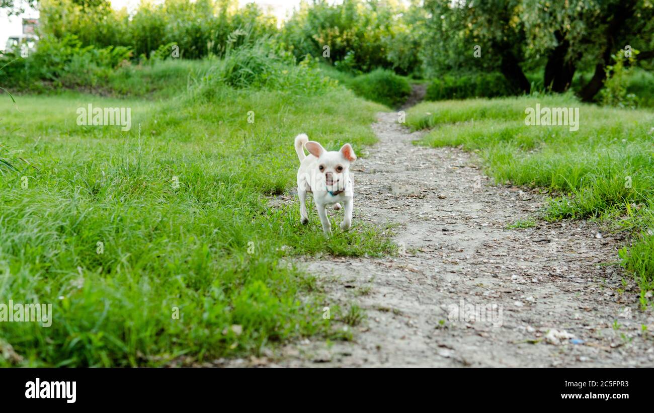 Cane Chihuahua. Allevamento e cura di cani e cuccioli di un Chihuahua Foto Stock