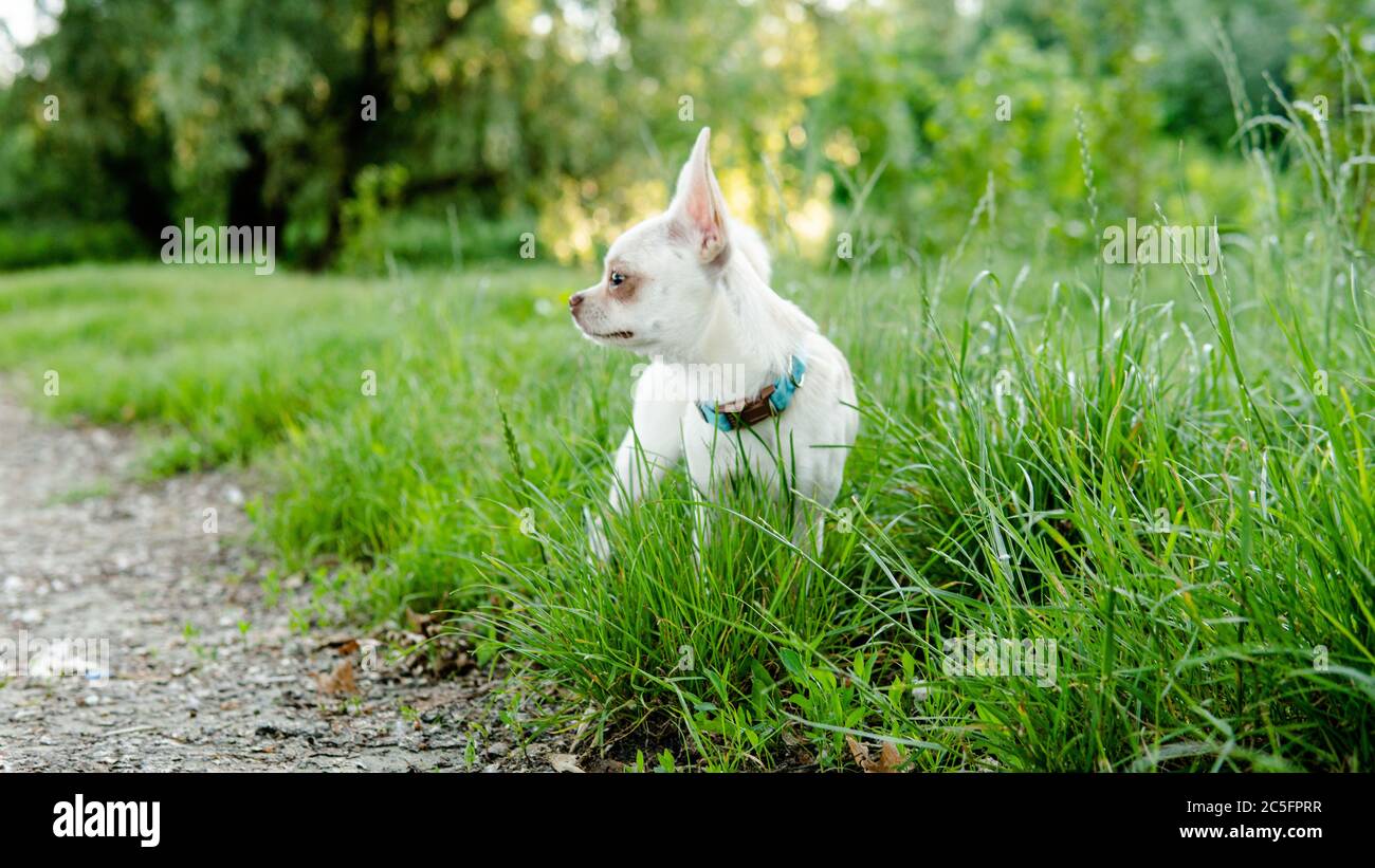 Cucciolo di cane Chihuahua di colore bianco. Camminare e prendersi cura dei cani domestici Foto Stock