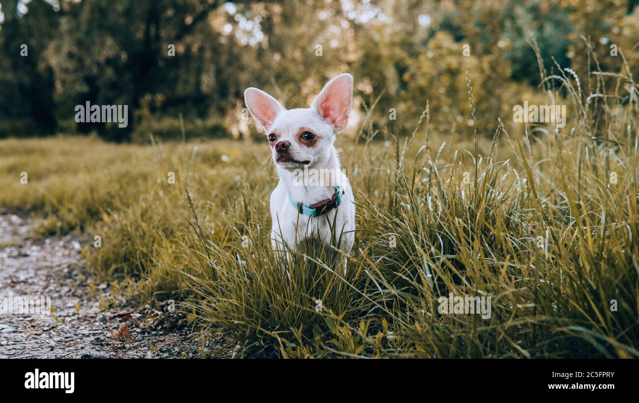 Cucciolo di cane Chihuahua di colore bianco. Camminare e prendersi cura dei cani domestici Foto Stock