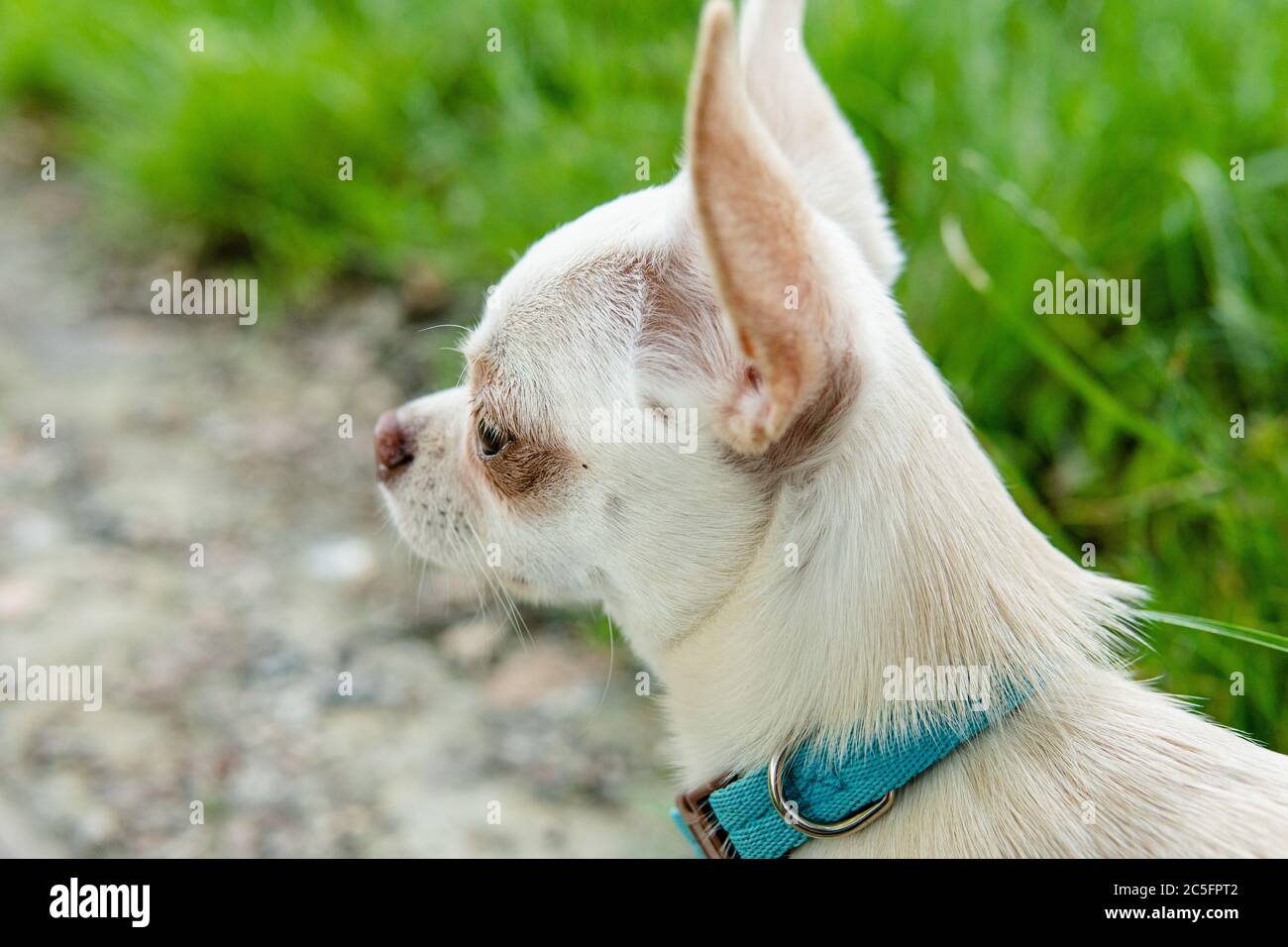 Cucciolo di cane Chihuahua di colore bianco. Camminare e prendersi cura dei cani domestici Foto Stock
