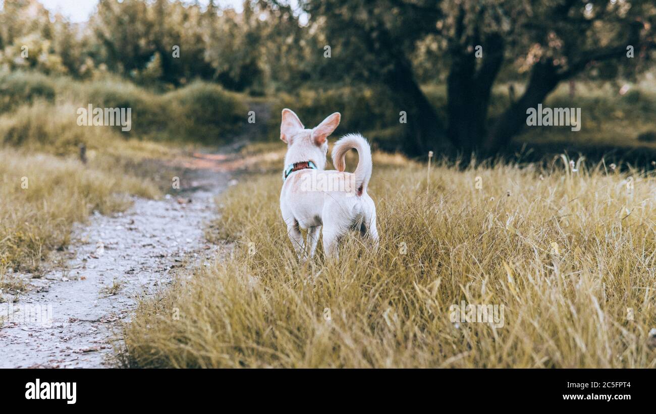 Cucciolo di cane Chihuahua di colore bianco. Camminare e prendersi cura dei cani domestici Foto Stock