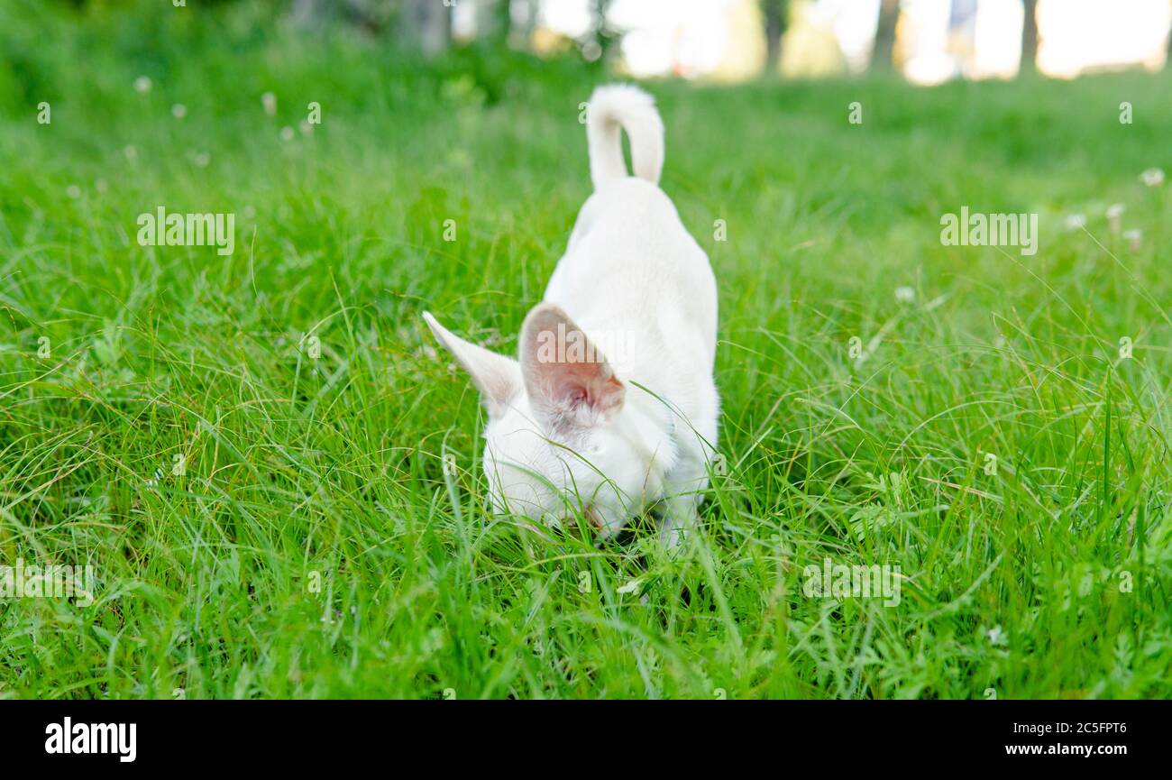 Cucciolo di cane Chihuahua di colore bianco. Camminare e prendersi cura dei cani domestici Foto Stock