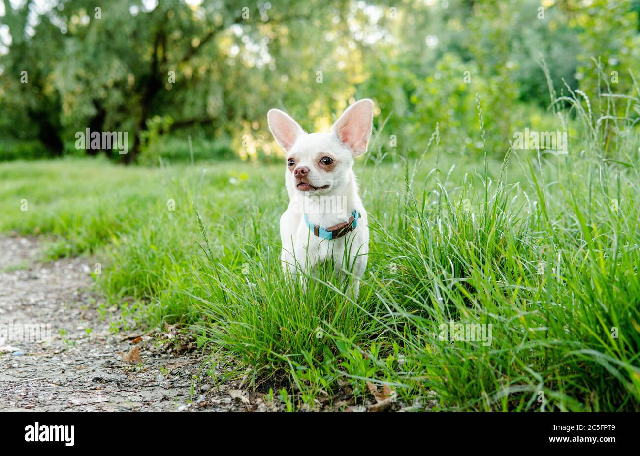 Cane Chihuahua. Allevamento e cura di cani e cuccioli di un Chihuahua Foto Stock