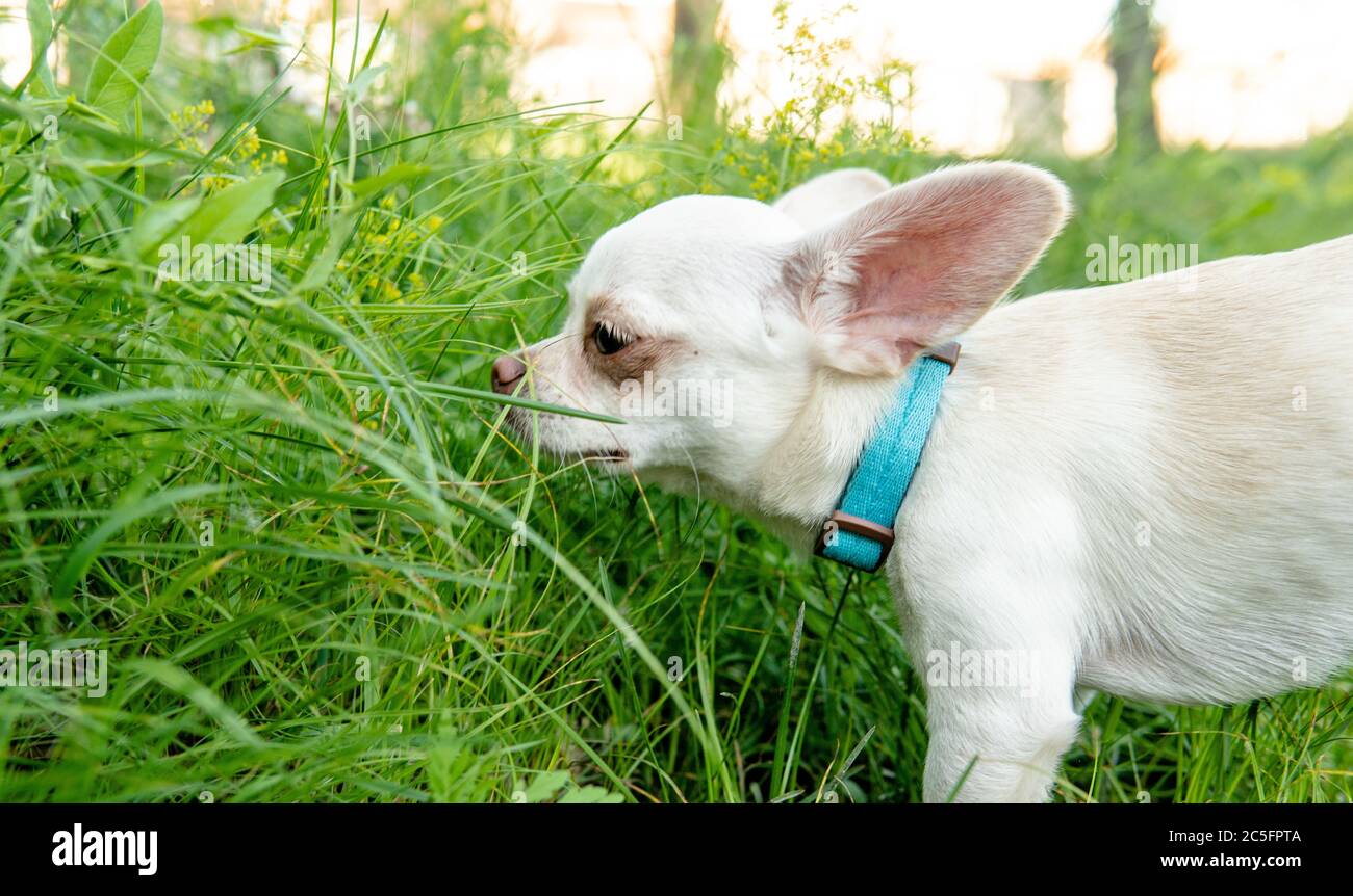 Cucciolo di cane Chihuahua di colore bianco. Camminare e prendersi cura dei cani domestici Foto Stock