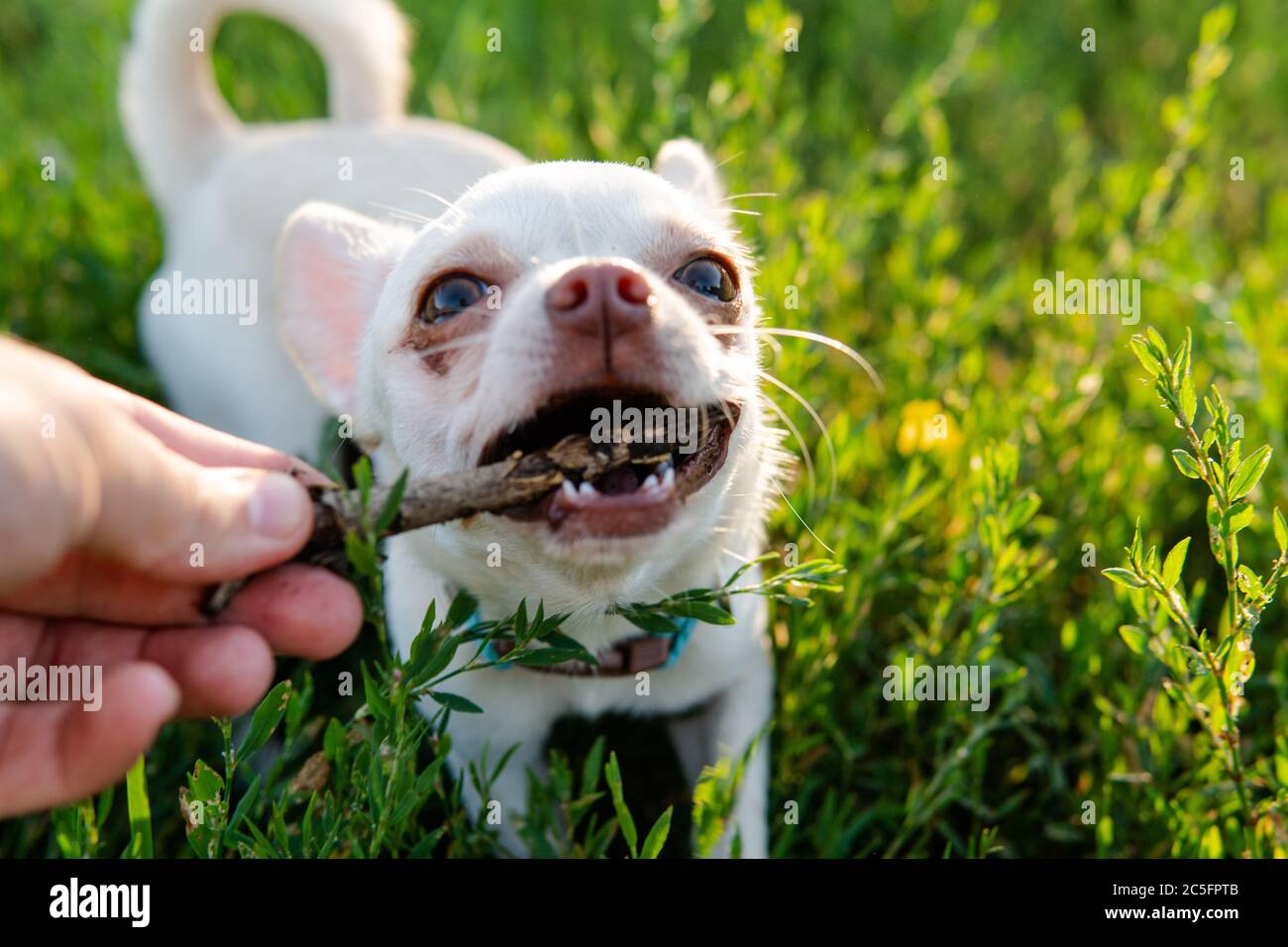 Cucciolo di cane Chihuahua di colore bianco. Camminare e prendersi cura dei cani domestici Foto Stock