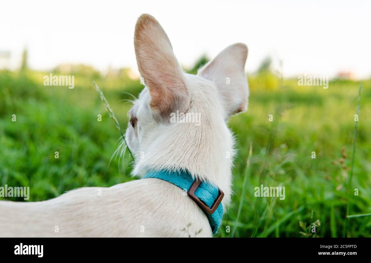 Cucciolo di cane Chihuahua di colore bianco. Camminare e prendersi cura dei cani domestici Foto Stock