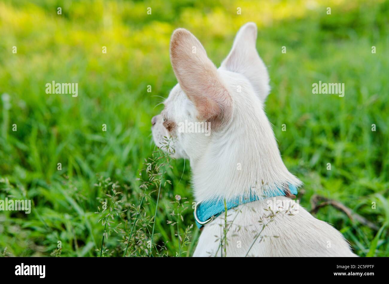 Cucciolo di cane Chihuahua di colore bianco. Camminare e prendersi cura dei cani domestici Foto Stock