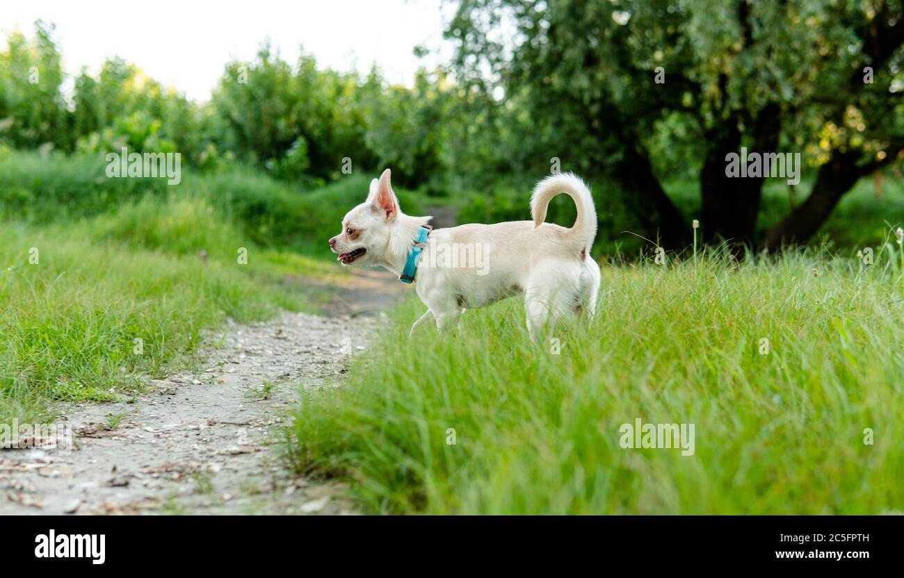 Cane Chihuahua. Allevamento e cura di cani e cuccioli di un Chihuahua Foto Stock