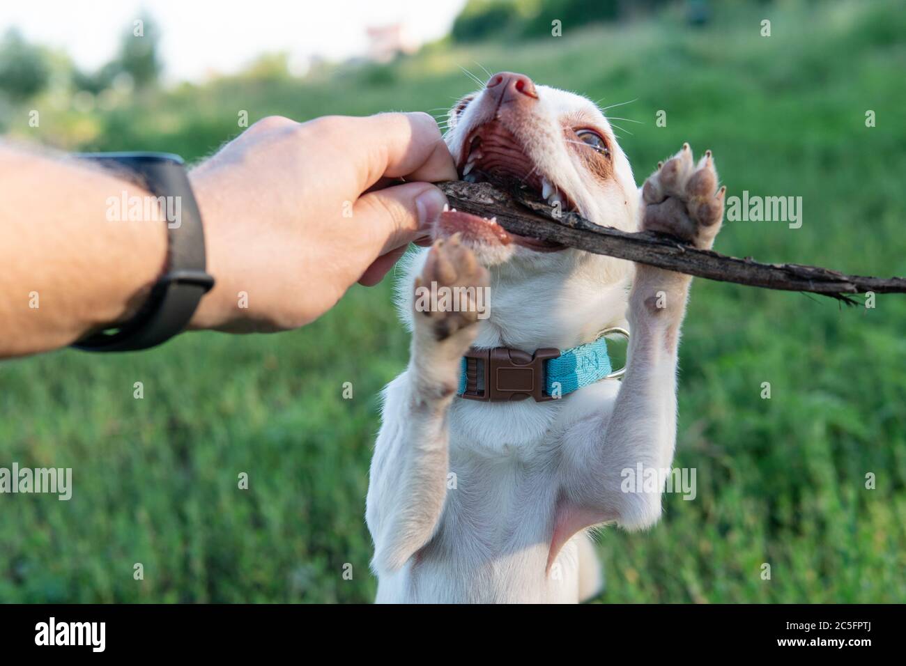 Cucciolo di cane Chihuahua di colore bianco. Camminare e prendersi cura dei cani domestici Foto Stock