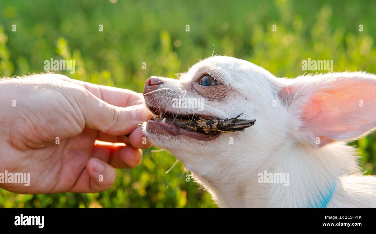 Cane Chihuahua. Allevamento e cura di cani e cuccioli di un Chihuahua Foto Stock