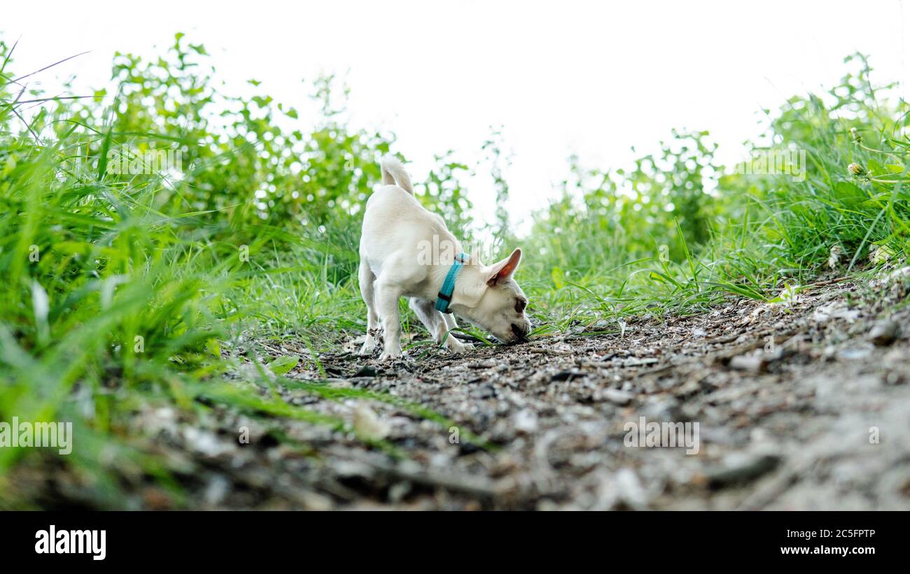Cane Chihuahua. Allevamento e cura di cani e cuccioli di un Chihuahua Foto Stock