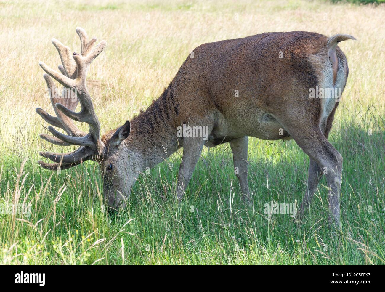 Cervi rossi Stag nel Bushy Park, Borough of Richmond upon Thames, Greater London, England, Regno Unito Foto Stock