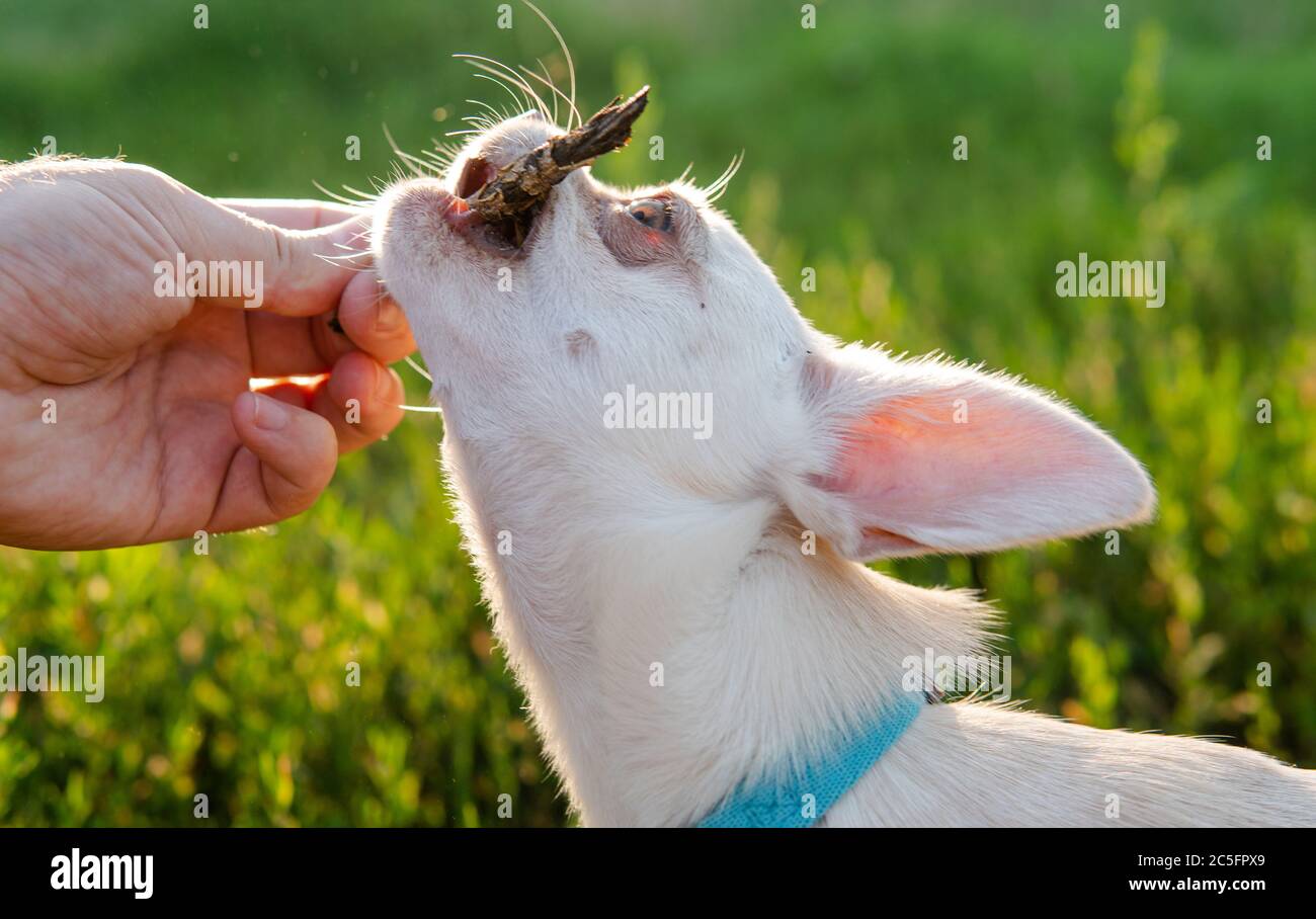 Cucciolo di cane Chihuahua di colore bianco. Camminare e prendersi cura dei cani domestici Foto Stock