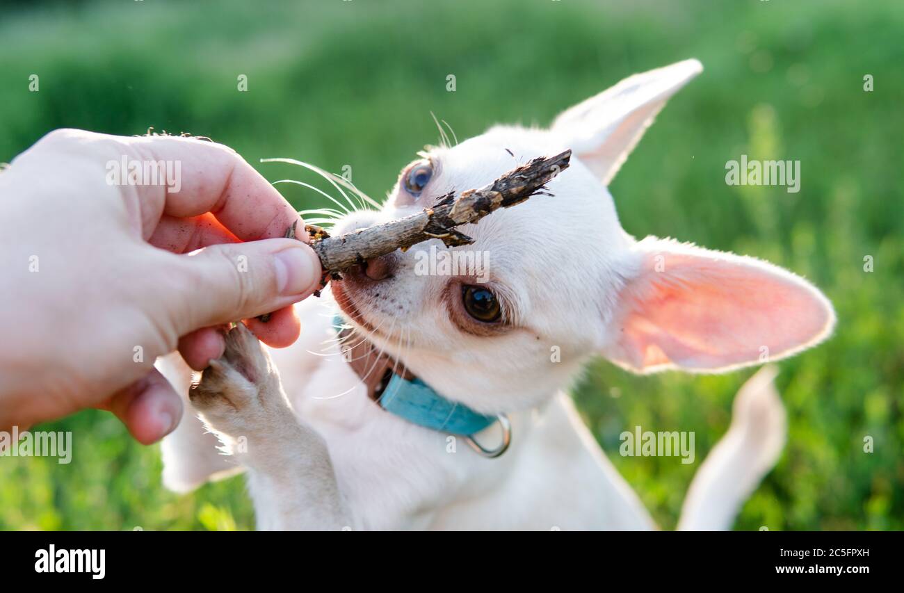 Cucciolo di cane Chihuahua di colore bianco. Camminare e prendersi cura dei cani domestici Foto Stock