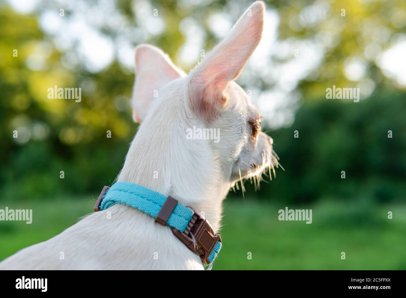 Cucciolo di cane Chihuahua di colore bianco. Camminare e prendersi cura dei cani domestici Foto Stock
