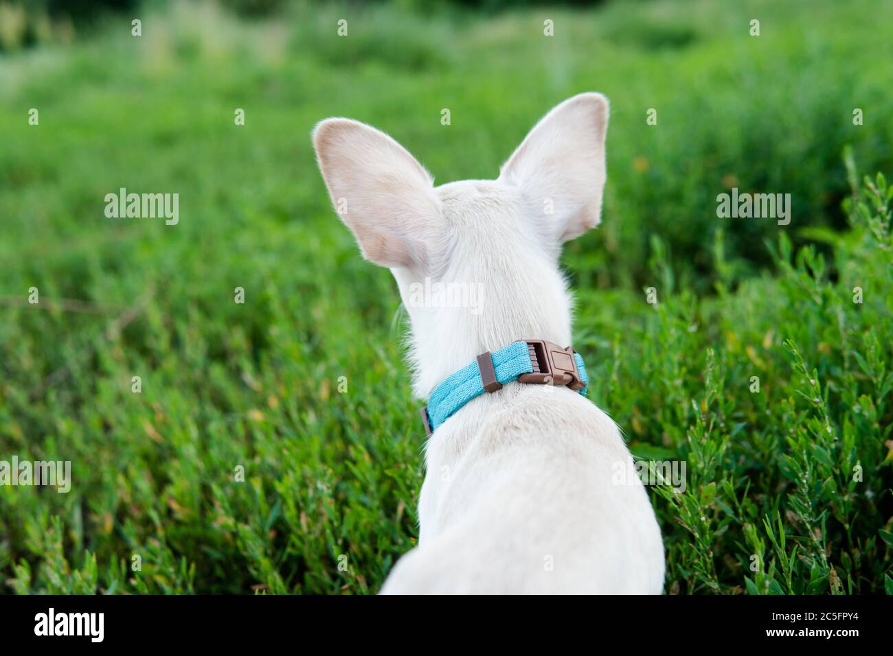 Cucciolo di cane Chihuahua di colore bianco. Camminare e prendersi cura dei cani domestici Foto Stock