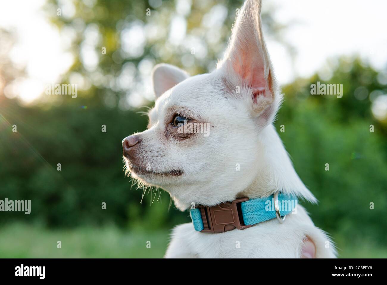 Cucciolo di cane Chihuahua di colore bianco. Camminare e prendersi cura dei cani domestici Foto Stock