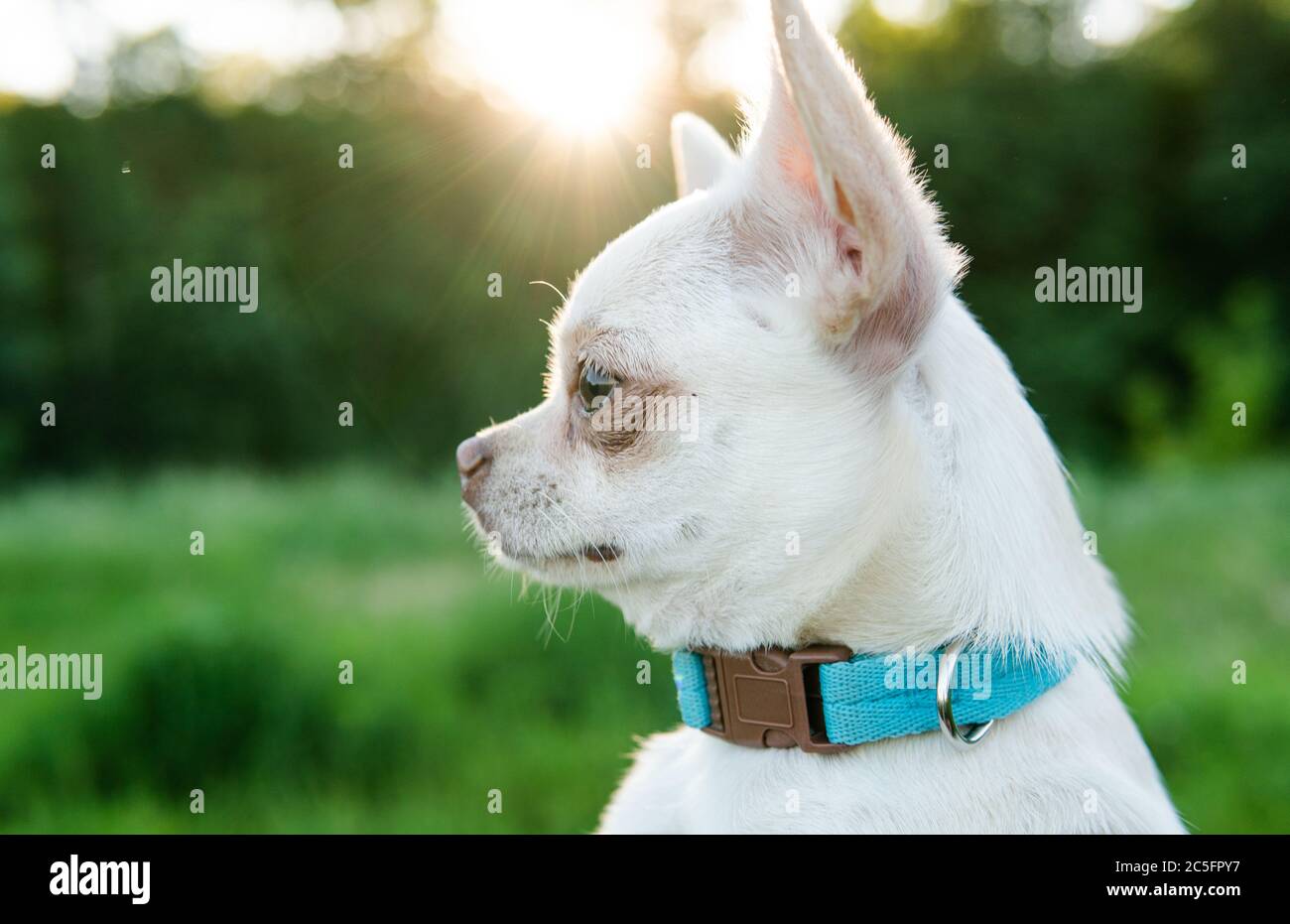 Cane Chihuahua. Allevamento e cura di cani e cuccioli di un Chihuahua Foto Stock