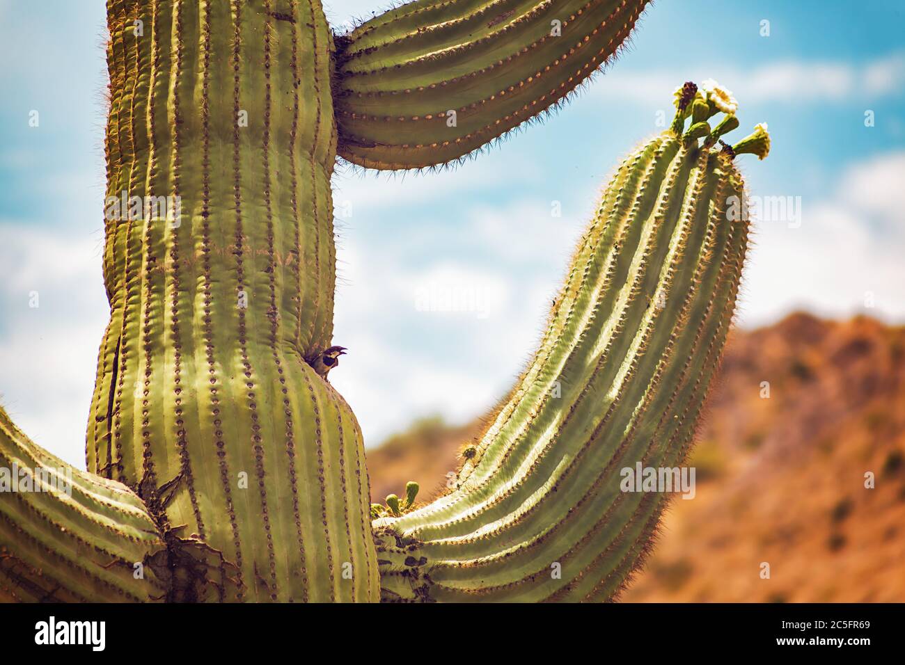 Cactus di Saguaro nel deserto che ospita un uccello Foto Stock