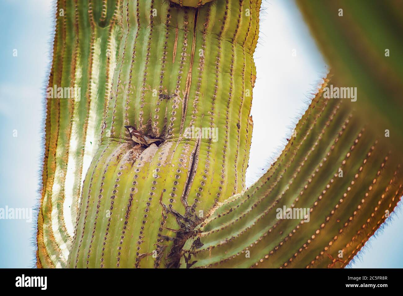 Bird House all'interno di un cactus nel deserto dell'Arizona Foto Stock