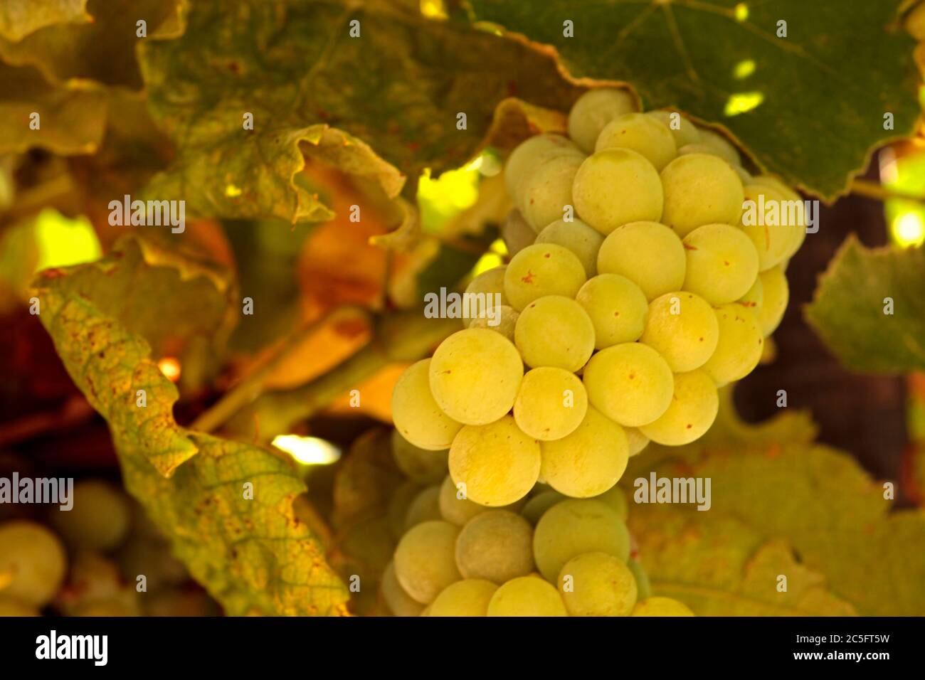 Grappolo di uva gialla su una vite Foto Stock
