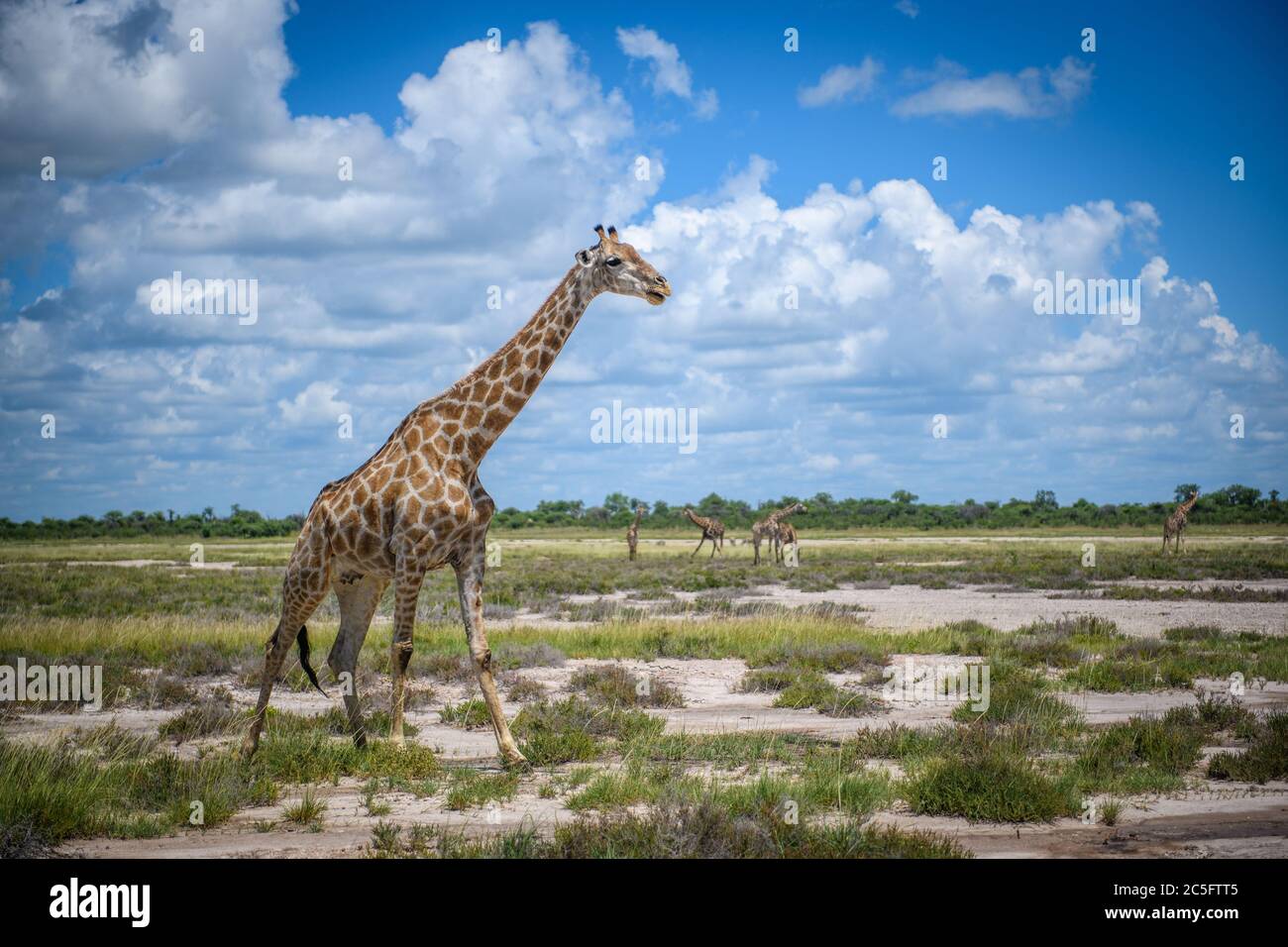 Giraffe (Giraffa) nel Parco Nazionale di Etosha, Namibia Foto Stock